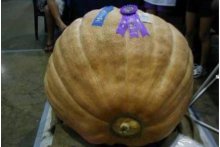 Maui County Fair Pumpkin